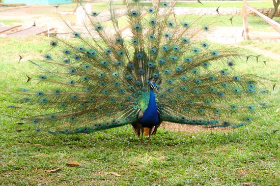 Photograph of Kumasi Zoo